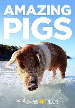 聪明的猪的海报